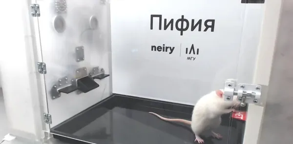 img of Rato responde a perguntas após ter cérebro conectado à IA em 1º experimento desse tipo no mundo